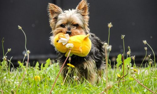 dog plush yorkshire terrier