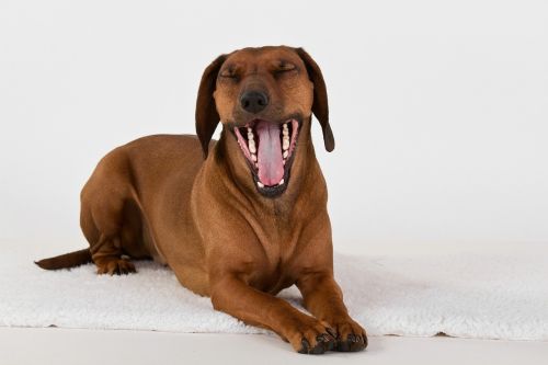 dog yawn lying