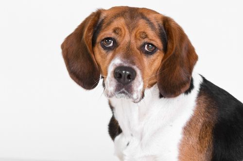 dog beagle portrait