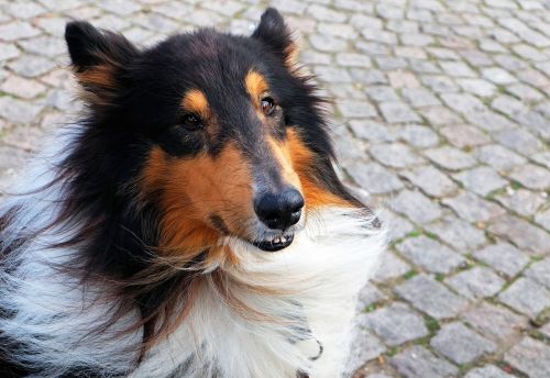 dog collie purebred dog