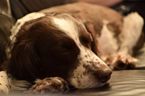 dog sleeping dog spaniel