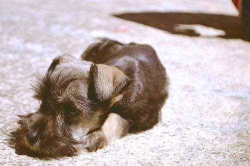 dog schnauzer laying down