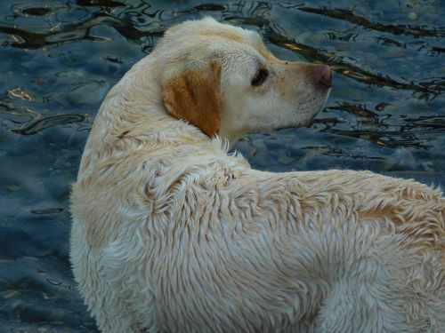 dog water lake