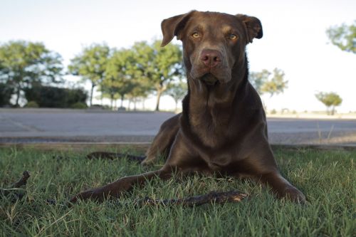 dog labrador retriever