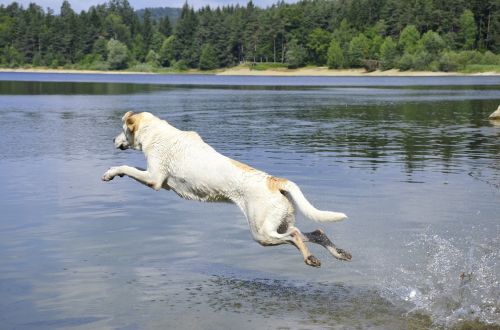 dog water jump