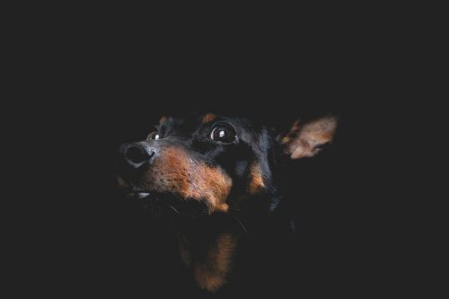 dog hound portrait