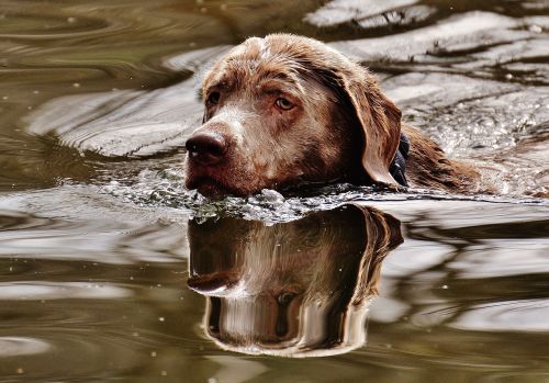 dog swim wet