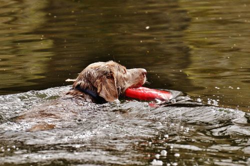 dog swim wet