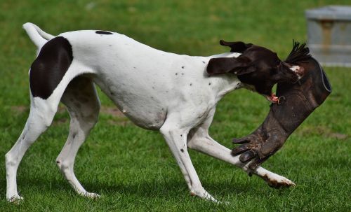 dog wildpark poing play