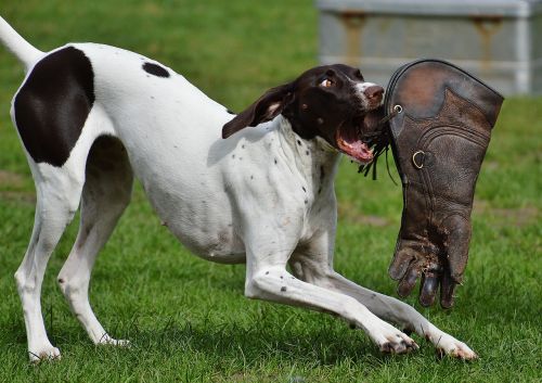 dog wildpark poing play