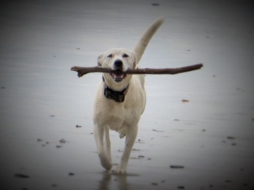 dog beach dog on beach