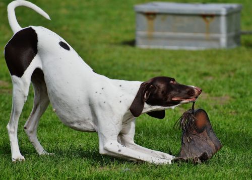 dog wildpark poing play