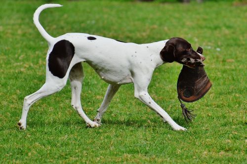 dog wildpark poing play