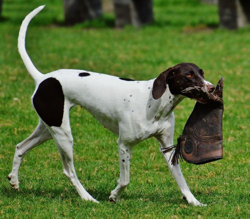 dog wildpark poing play