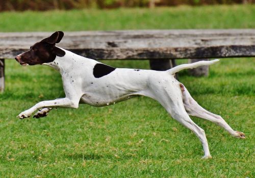 dog wildpark poing play