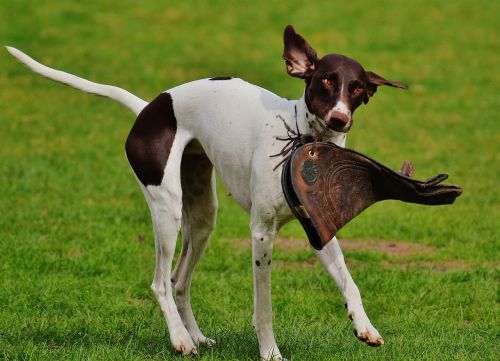 dog wildpark poing play