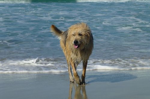dog ocean wet