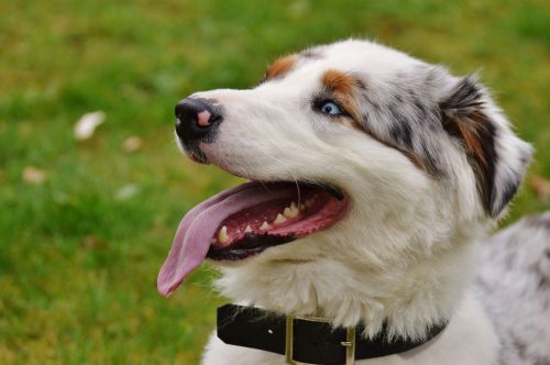 dog play meadow