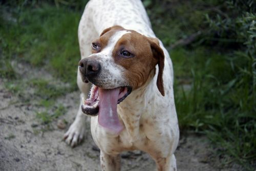 dog animal hunting dog