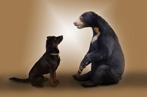 dog brown bear photo montage