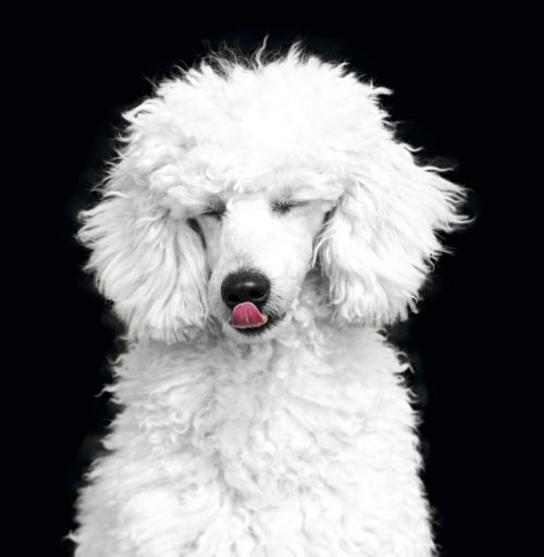 dog the poodle poodle