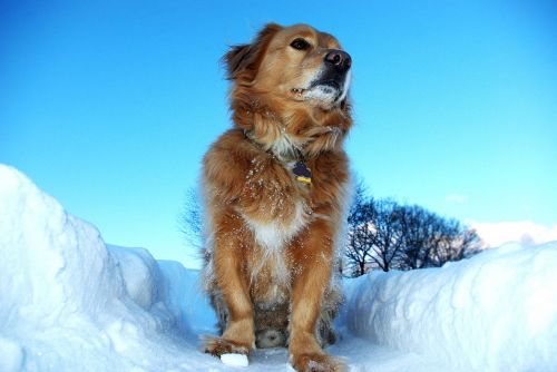 dog favorite snow