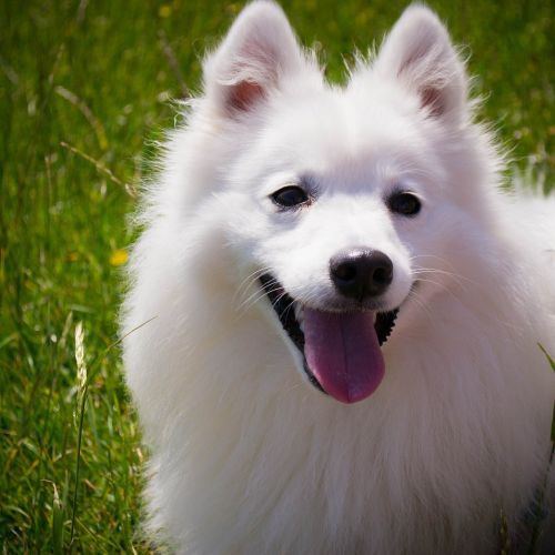 dog white smile