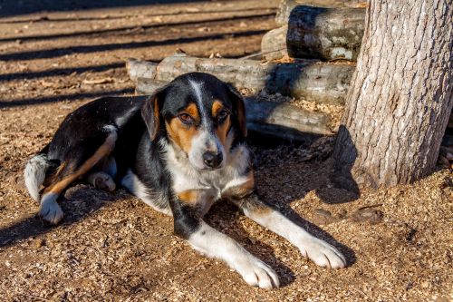 dog beautiful animal