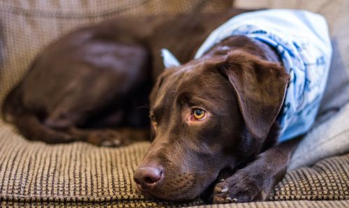 dog cute couch