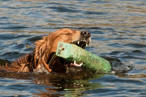 dog water training