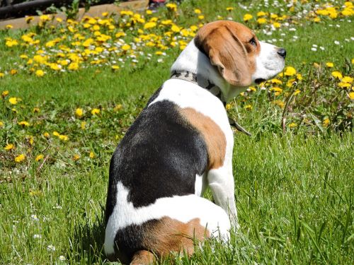 dog beagle spring