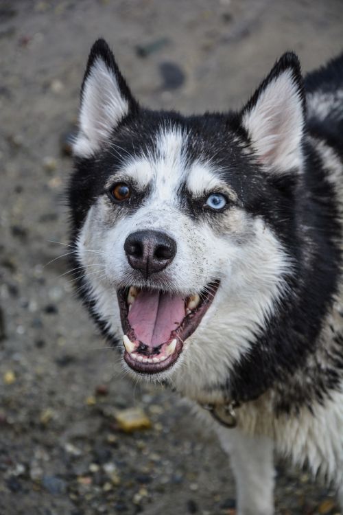 dog husky happy