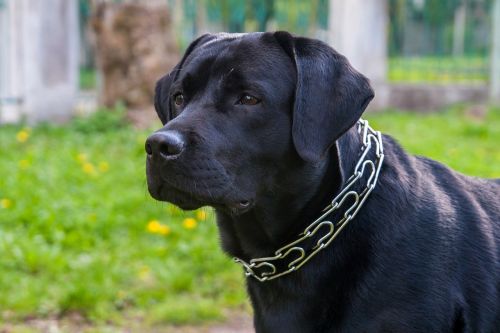 dog labrador animals