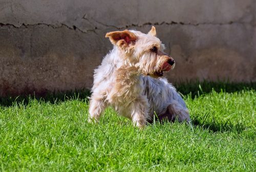 dog yorkshire terrier small