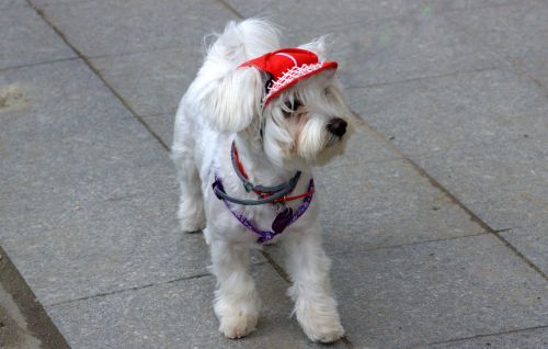 dog bichon white