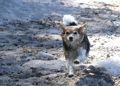 dog running pet