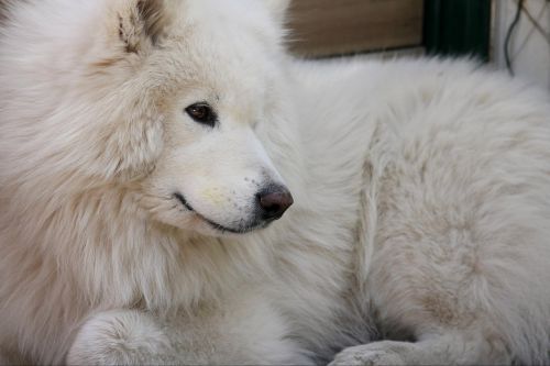 dog samoyed animal