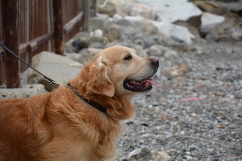 dog golden retriever sea dog