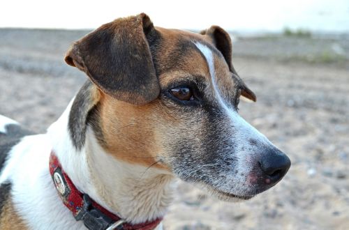 dog terrier beach