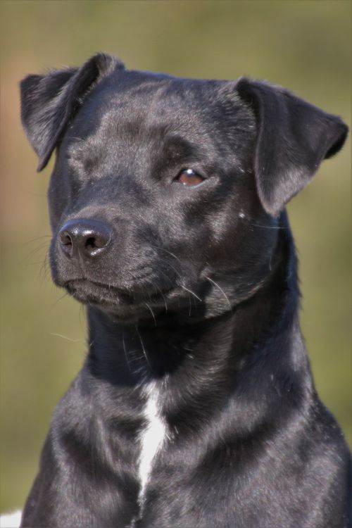 dog black terrier