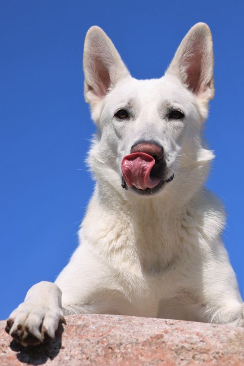 dog white shepherd dog white