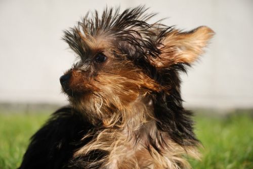 dog yorkshire terrier looking