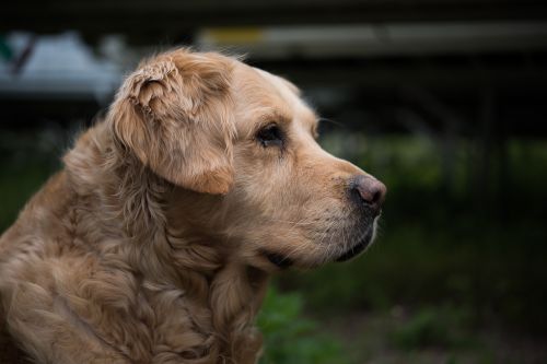 dog golden retriever pet