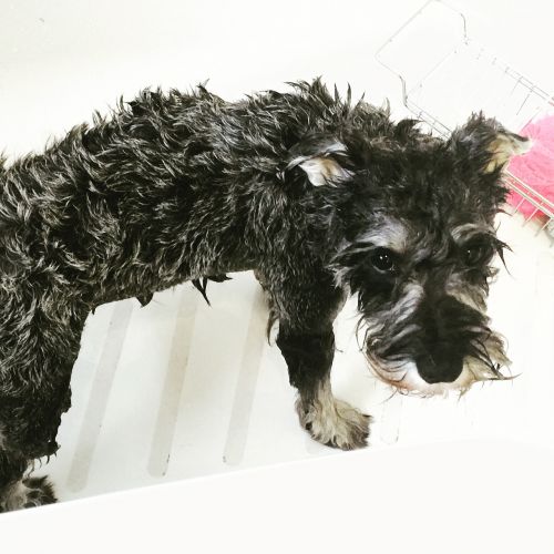 dog schnauzer bath time