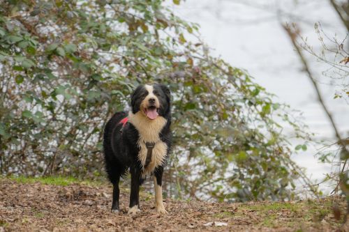 dog wet water