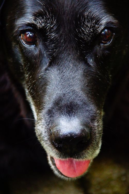 dog labrador black