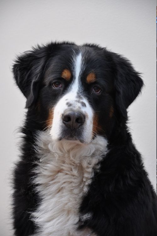 greater swiss mountain dog canine