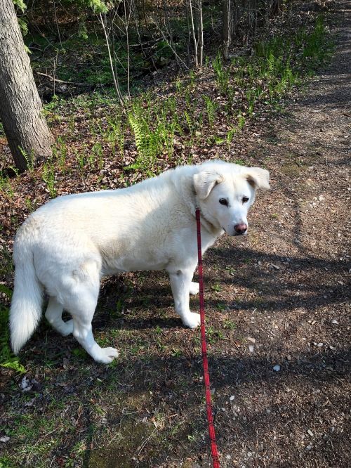 dog path nature