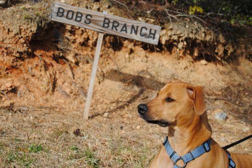 dog animal curious