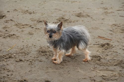 dog beach sand